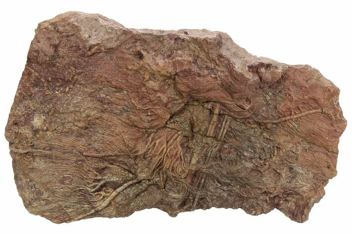 Silurian Fossil Crinoid (Scyphocrinites) Plate - Morocco #214252
